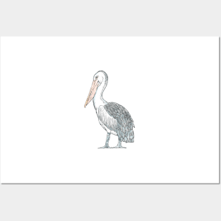 Australian Pelican Posters and Art